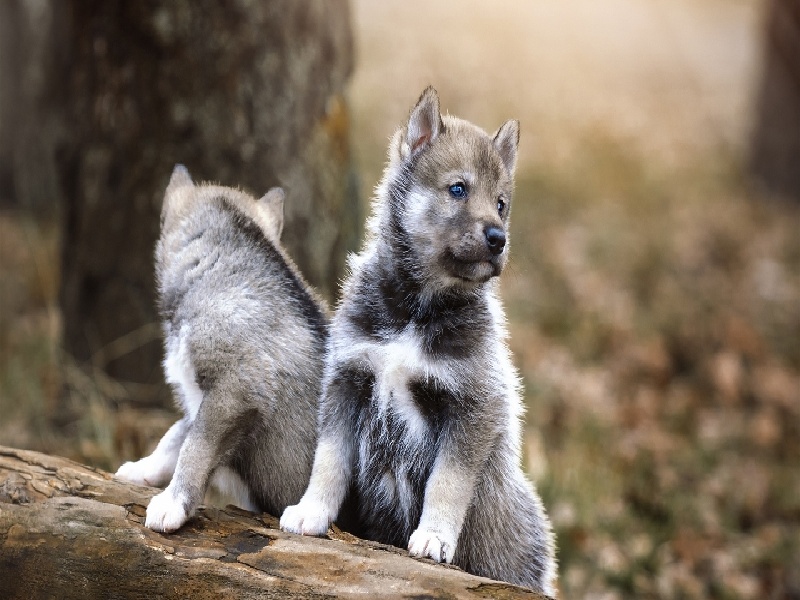 二代移植费用，内膜损伤不均试管
